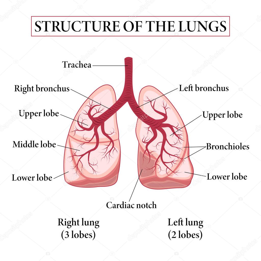 Medical structure of the lungs. Structure of the lungs. Education chart of biology for lungs. Vector illustration.