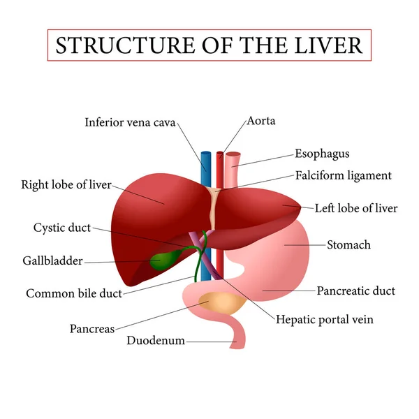 Vector Sketch Human Liver Anatomical Organ Stock Vector by ©nikiteev  234578042