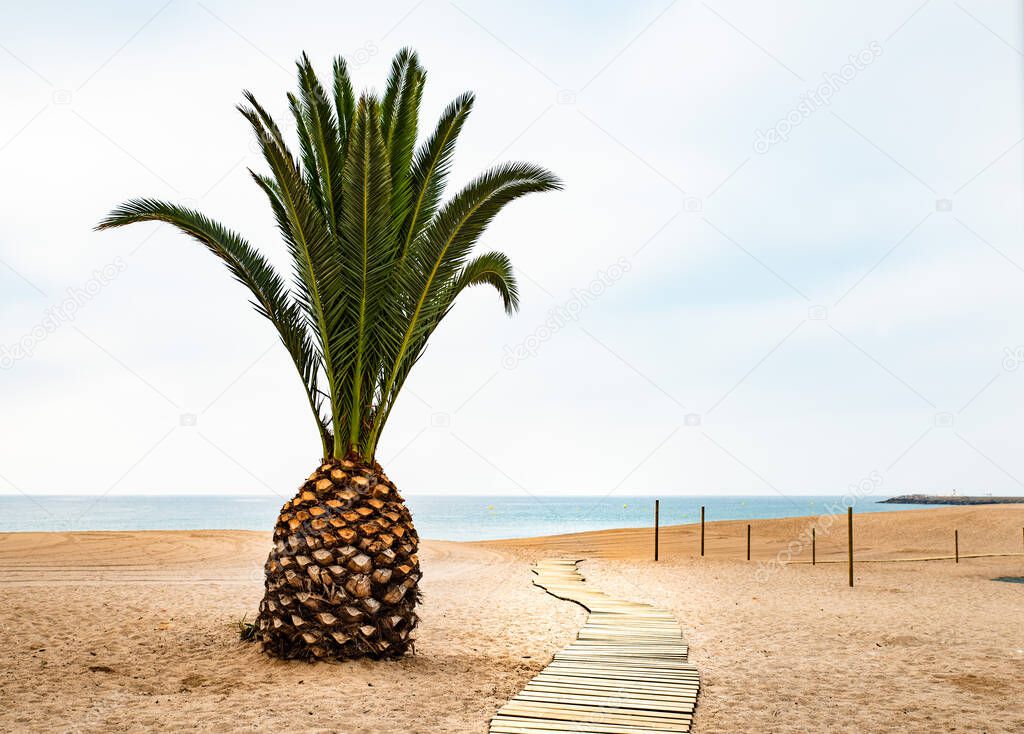 Beach in Spain with a pineapple-shaped palm tree and a wooden path in the sand