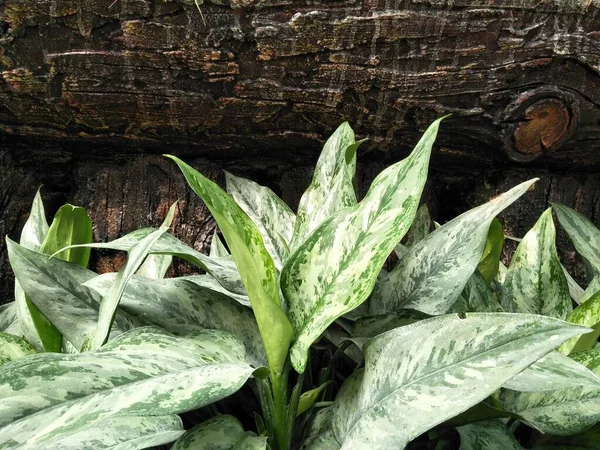 Latar Belakang Aglaonema Dan Pola Kayu — Stok Foto