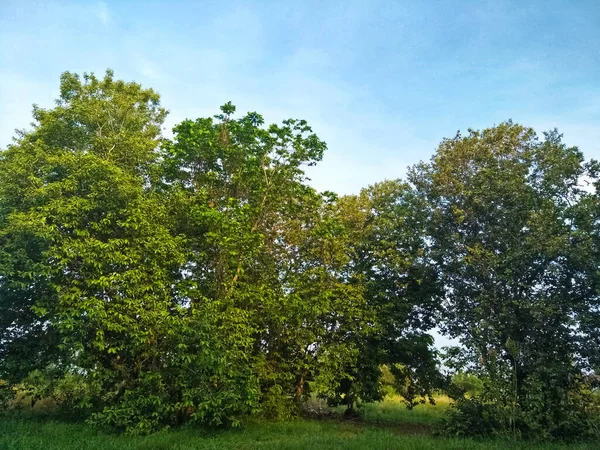 Ecosystem in wasteland consist trees, grass and clear sky.