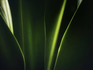 Parlak çizgiler arka planında soyut koyu yeşil.