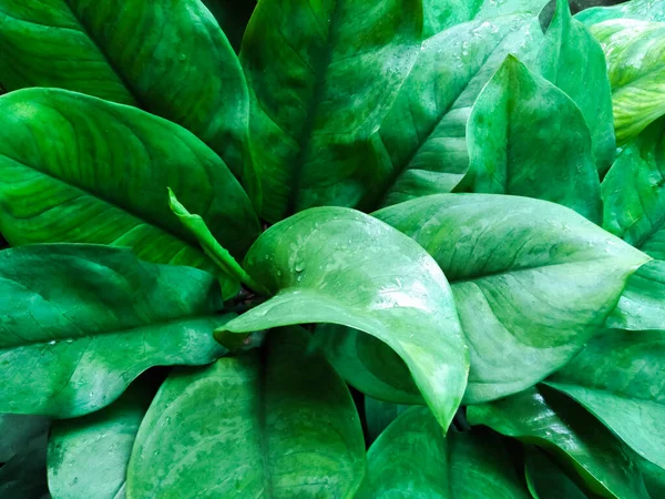 Aglaonema Folhas Coloridas Verdes Com Luz Solar Brilhando — Fotografia de Stock