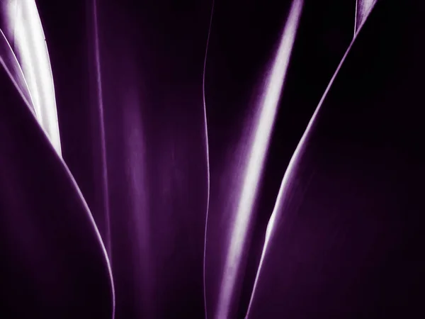 Abstract Dark Violet Bright Lines Background Photographed Long Leaves — Stock Photo, Image