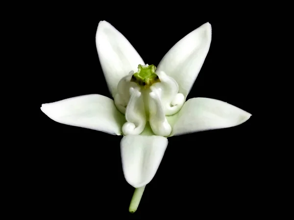 White Flowers Crown Flower Calotropis Gigantea — Stock Photo, Image