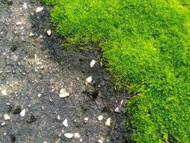 Binanın altındaki eski ve pürüzlü betonda yeşil yosunlar var..