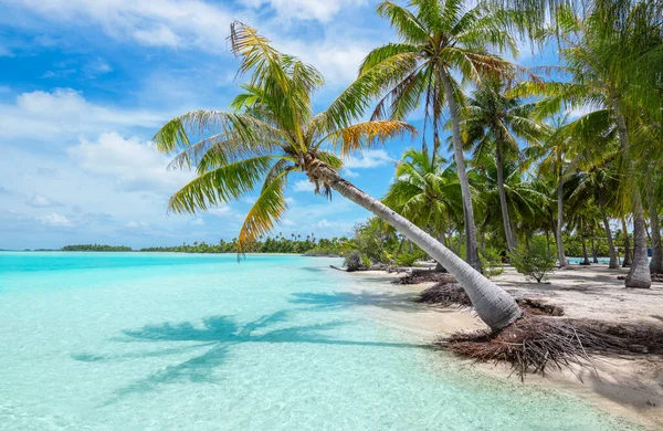 Tropisk Palm Och Strand Paradis Fakarava Island Franska Polynesien — Stockfoto