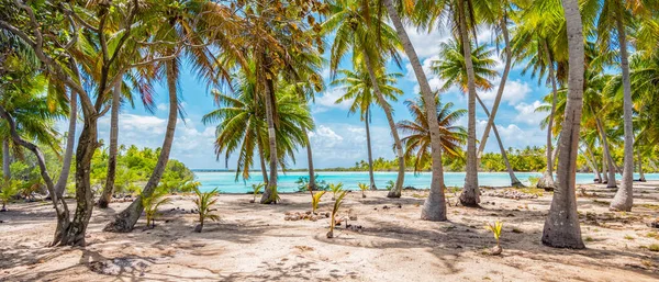 Palmiers Sur Plage Fakarava Polynésie Française Paysage Panoramique — Photo