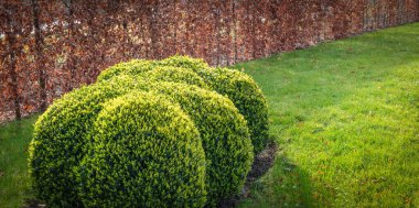 Kesilmiş yeşil bulut şeklindeki bir kutu ağacı. Buxus Sempervirens.