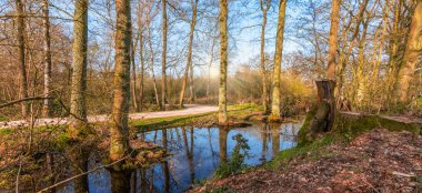 Güney Kampüsü, Belçika 'da ağaçlı ve doğal göletli bir ormanın panoramik manzarası