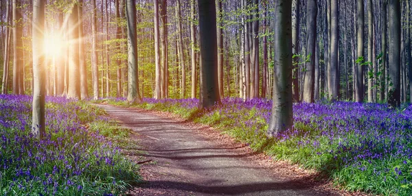 Path through the bluebells forest in Belgium. Panorama landscape with sunset view.