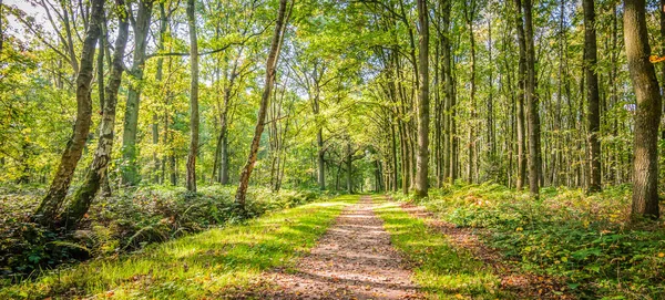 Přírodní Krajina Belgického Lesa Listnatými Stromy Turistickou Stezkou Krásného Dne — Stock fotografie