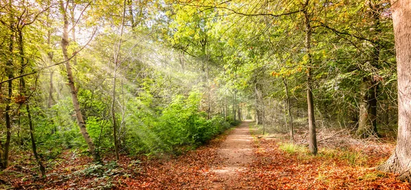 Rayos Sol Través Los Árboles Bosque Caducifolio Hermoso Día Otoño —  Fotos de Stock