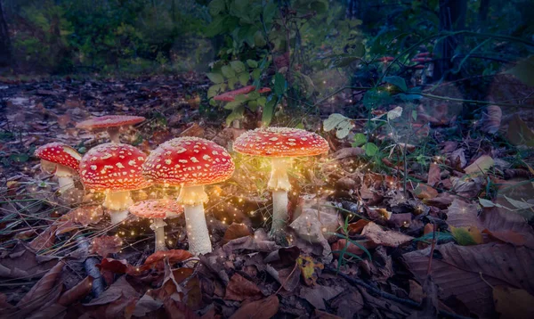 Rote Zauberpilze Leuchten Geheimnisvollen Dunklen Wald Fantasie Fliegenpilz — Stockfoto