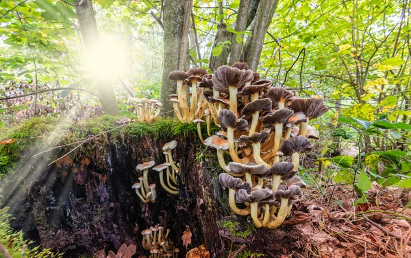 Eine Gruppe Brauner Pilze Wächst Auf Einem Alten Stamm Mit — Stockfoto