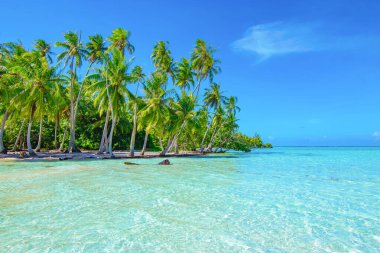 Sahilde palmiye ağaçları. Seyahat ve turizm konsepti. Tahaa, Raiatea, Fransız Polinezyası.