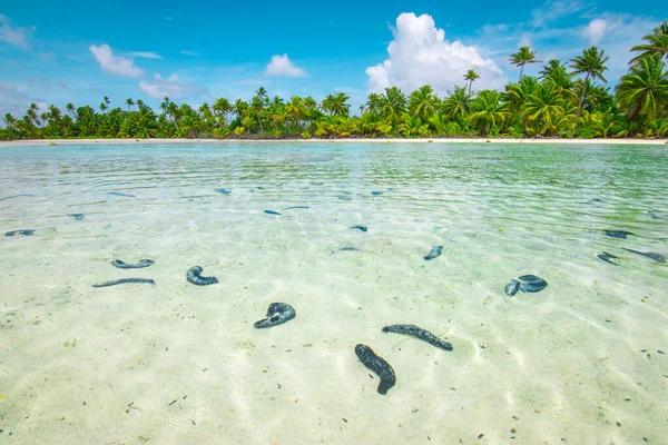 Zeekomkommers Ondiep Water Van Fakarava Tropisch Exotisch Eiland Frans Polynesië — Stockfoto