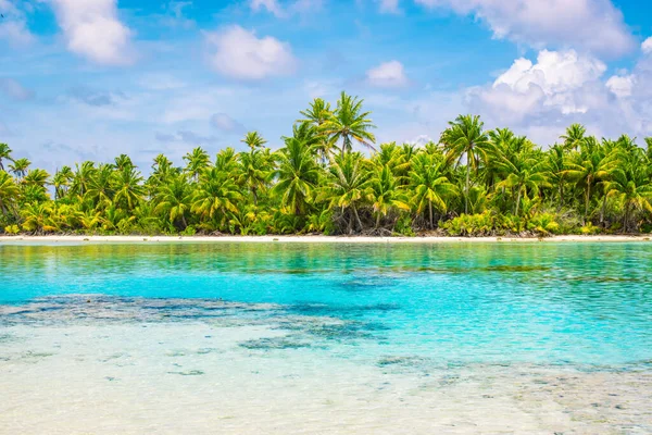 Tropiska Palmer Och Lagun Fakarava Franska Polynesien Sommarsemester Koncept — Stockfoto