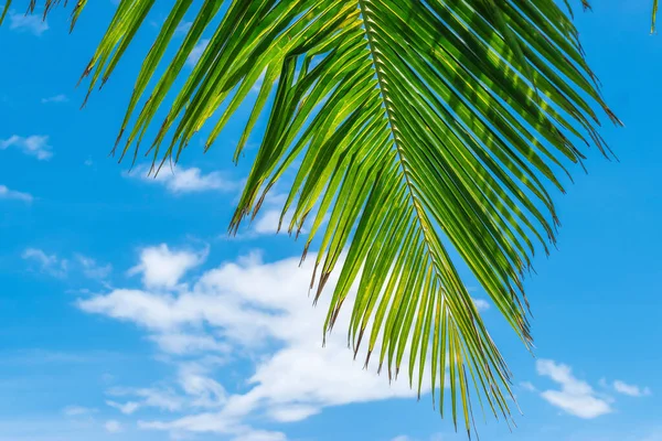 Palm Leaf Blue Sky Background — Stock Photo, Image