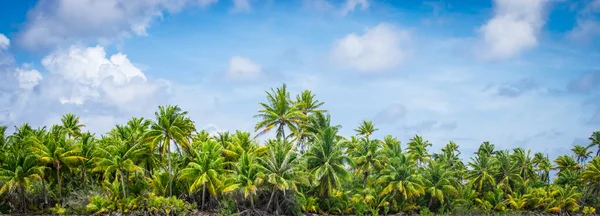 Panoramatické Tropické Palmy Krajina — Stock fotografie