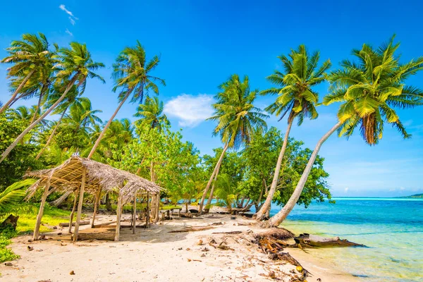 Palmeiras Ilha Tropical Tahaa Polinésia Francesa — Fotografia de Stock