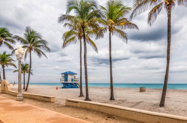 Hollywood, Florida sahillerinde palmiye ağaçları.