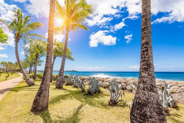 Bridgetown Barbados Karayipler Kıyısında Palmiye Ağaçları — Stok fotoğraf
