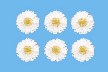 Mavi arka planda beyaz gerbera papatya çiçekleri.