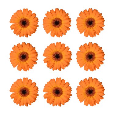 Beyaz arka planda izole edilmiş turuncu gerbera çiçekleri..