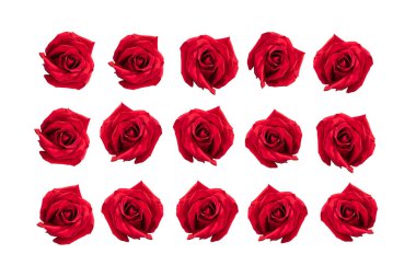 Beyaz arka planda izole edilmiş kırmızı güller. Tutku ve aşk dolu 15 gül.