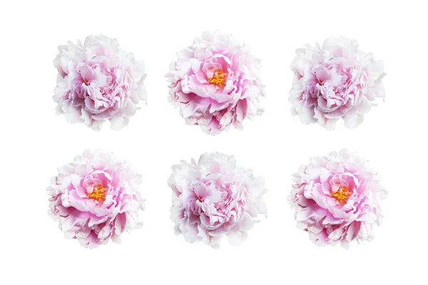 Set of pink peonies isolated on white background.