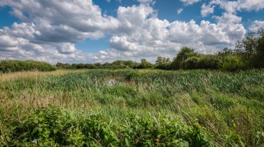 Belçika 'da bir doğa koruma alanının çimenli çayırları arasında doğal bir gölet.