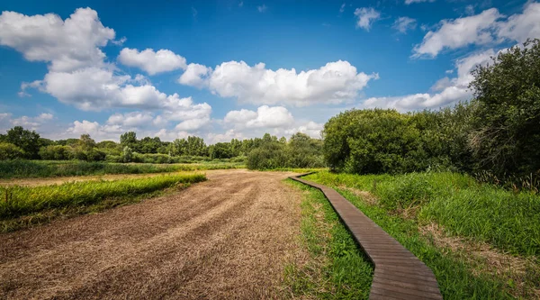 Houten Wandelweg Door Het Droge Natuurgebied Zomer Zandhoven België — Stockfoto