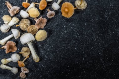 Bir grup farklı yenilebilir ve zehirli mantar. Sonbahar arkaplanı.