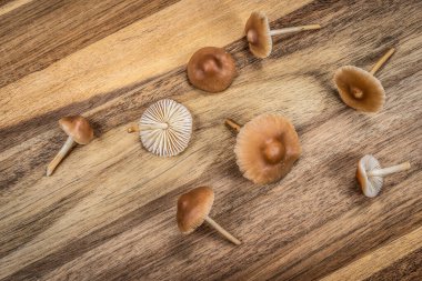 Tahta kesme tahtasının üzerinde küçük, kahverengi, yenilebilir mantar, bahçeden taze mantarlar. Marasmius oreades.
