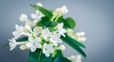 Stephanotis Floribunda, Madagaskar Yasemin. Beyaz çiçek açan Hawaii düğün çiçeğinin yakın çekimi..