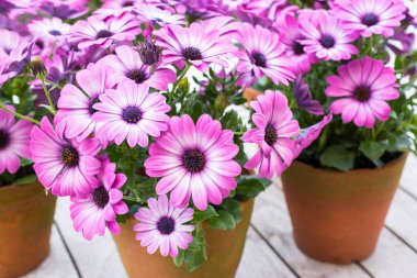 Osteospermum. Mor Afrika Papatyaları.