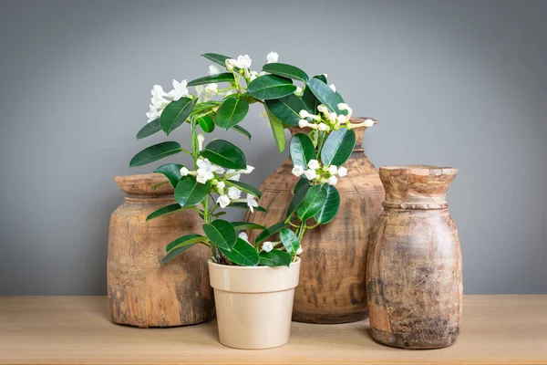 Flowering Stephanotis Plant Pot Wooden Vases Decoration — Stock Photo, Image