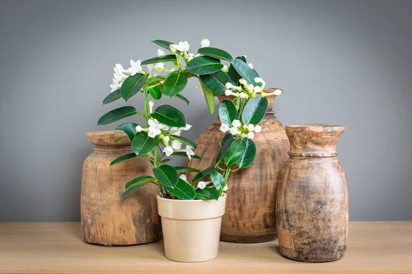 Saksıda çiçek açan Stephanotis, dekorasyon için ahşap vazolar..
