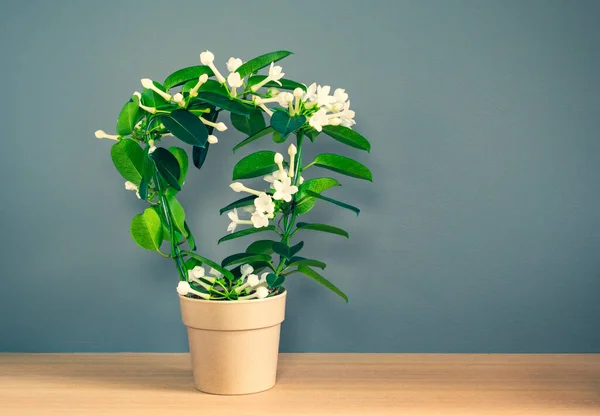Koyu renkli duvar zeminine karşı çiçek saksısı şeklinde kemerli beyaz kokulu Stephanotis bitkisi. Stephanotis Floribunda, Madagaskar Yasemin.