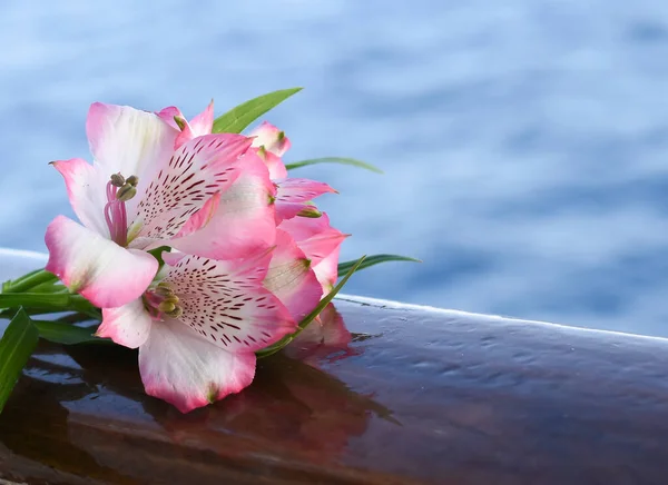 Różowa Alstroemeria Peruwiańska Lilia — Zdjęcie stockowe