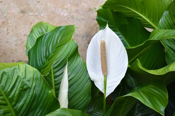 Weiße Spathiphyllum Friedenslilie — Stockfoto