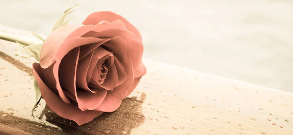 Romantyczna Czerwona Róża Efekt Filtra Vintage — Zdjęcie stockowe