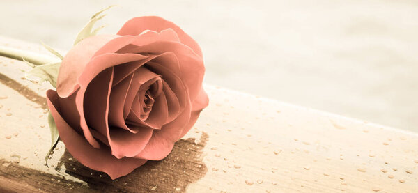 Rose Rouge Romantique Effet Filtre Vintage — Photo