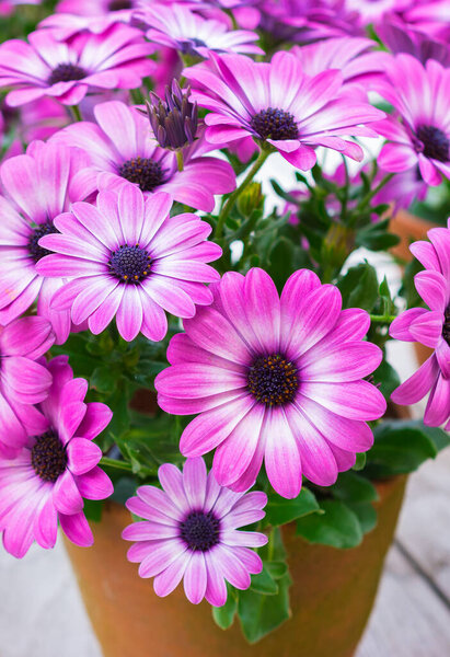 Фиолетовые африканские цветы в терракотовой горшке..