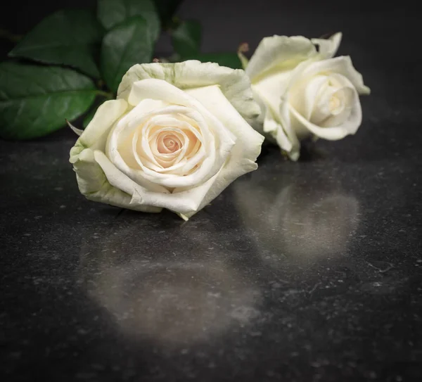 Dwie Białe Świeże Róże Odizolowane Czarnym Tle Tekstury Kamienia — Zdjęcie stockowe