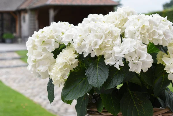 Fehér Hydrangea Macrophylla Gyönyörű Virágzó Növény Kerti Kosárban — Stock Fotó