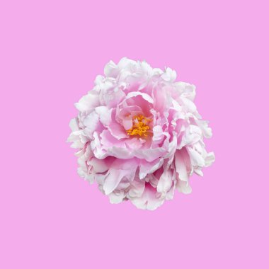 Pembe arka planda izole edilmiş şakayık çiçeği..