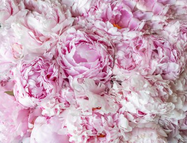 Güzel pembe şakayık çiçeği arka planı.