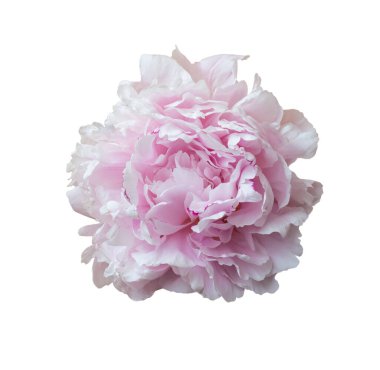 Pembe şakayık beyaz üzerine izole.